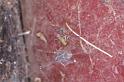 Trichocylus_nigropunctatus_D3666_Z_88_Hamelin pool_Australie